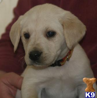 Puppies in MN